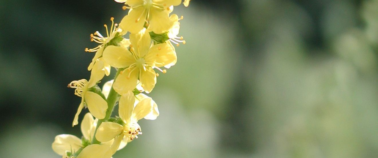 Odermennig – Agrimonia eupatoria