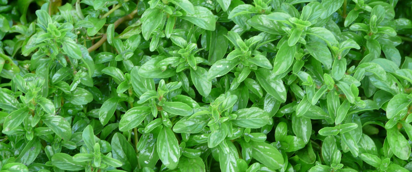 Mentha pulegium ‘Repens’