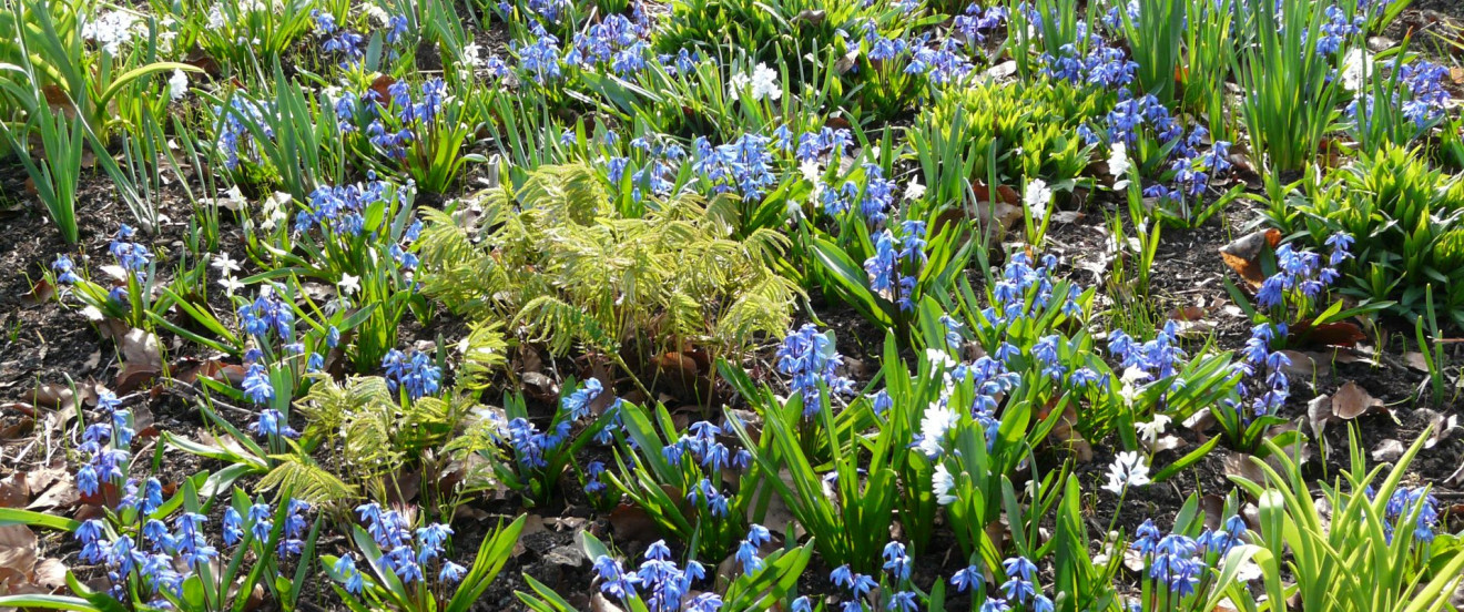 Scilla siberica