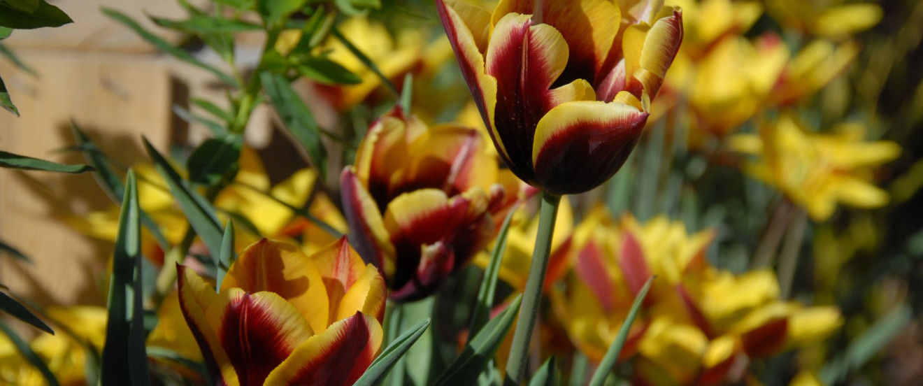 Tulipa 'Gavota'