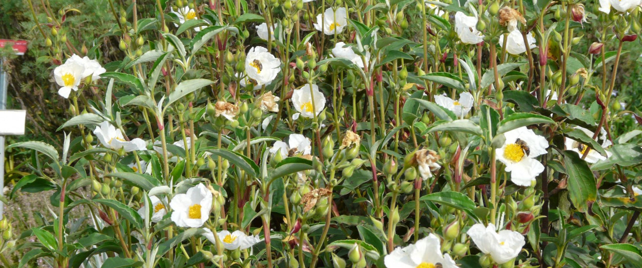 Cistus laurifolius