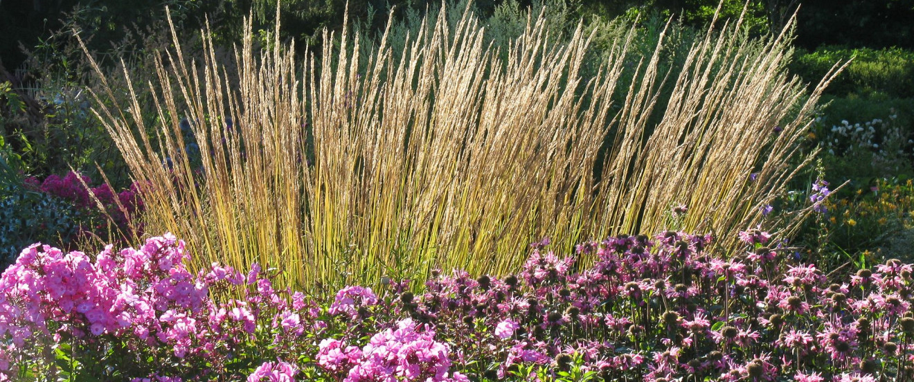 Calamagrostis x  acutiflora 'Karl Förster'