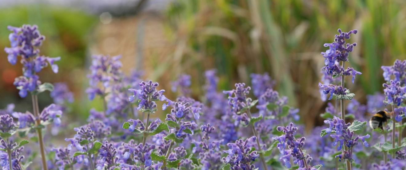 Nepeta racemosa 'Superba'