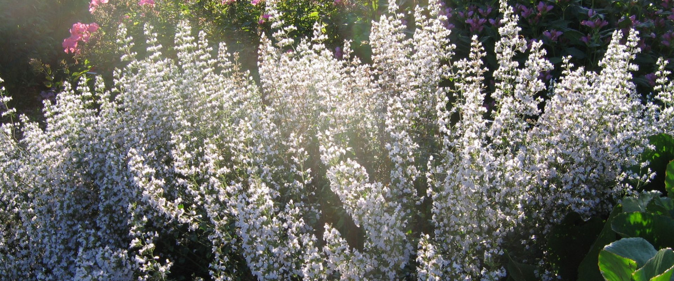 Calamintha nepeta ‘Blue Cloud’