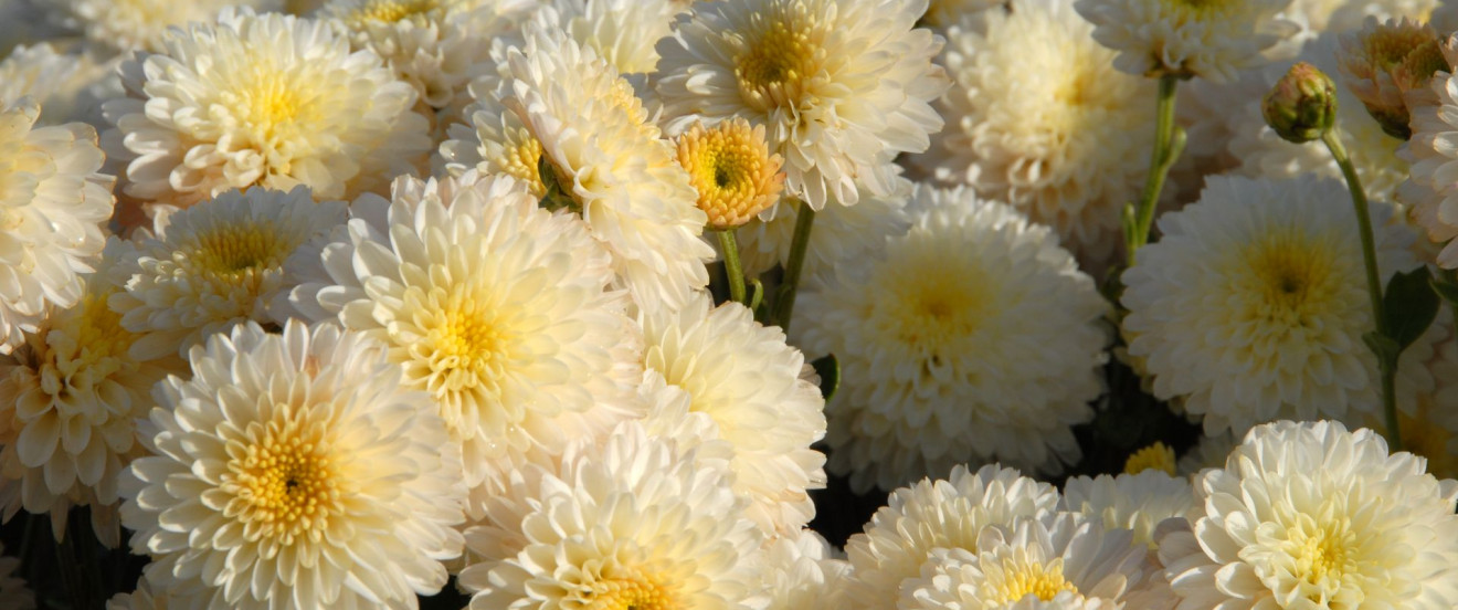 Chrysanthemum Indicum-Hybride ‘White Bouquet’