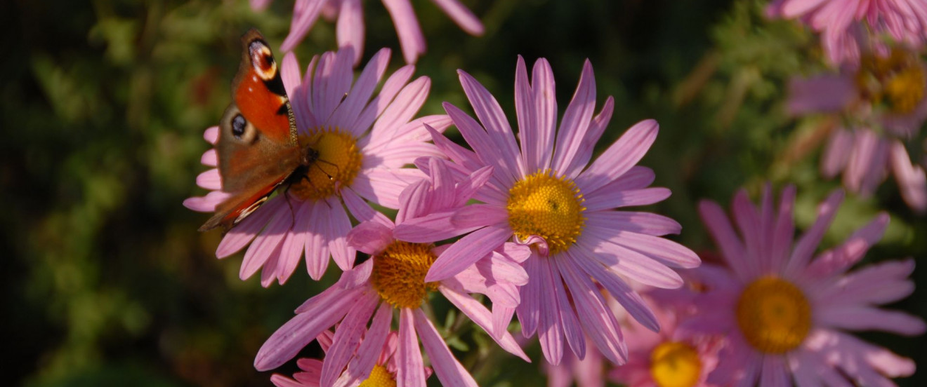 Chrysanthemum Zawadskii-Hybride ‘Clara Curtis’