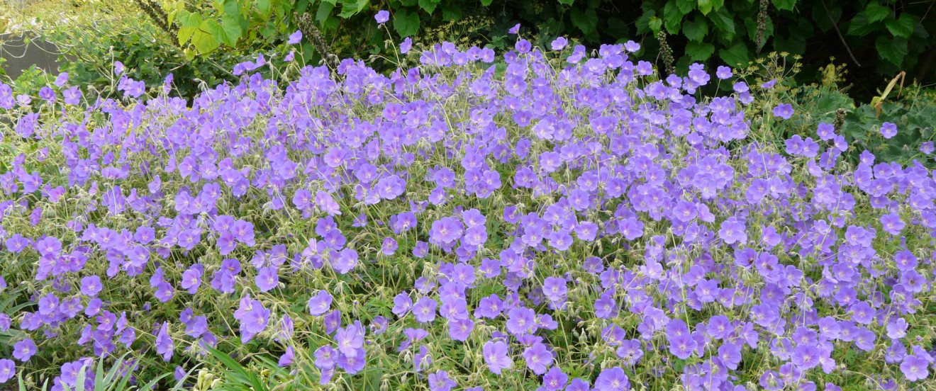 Geranium pratense Hybride ‘Orion’