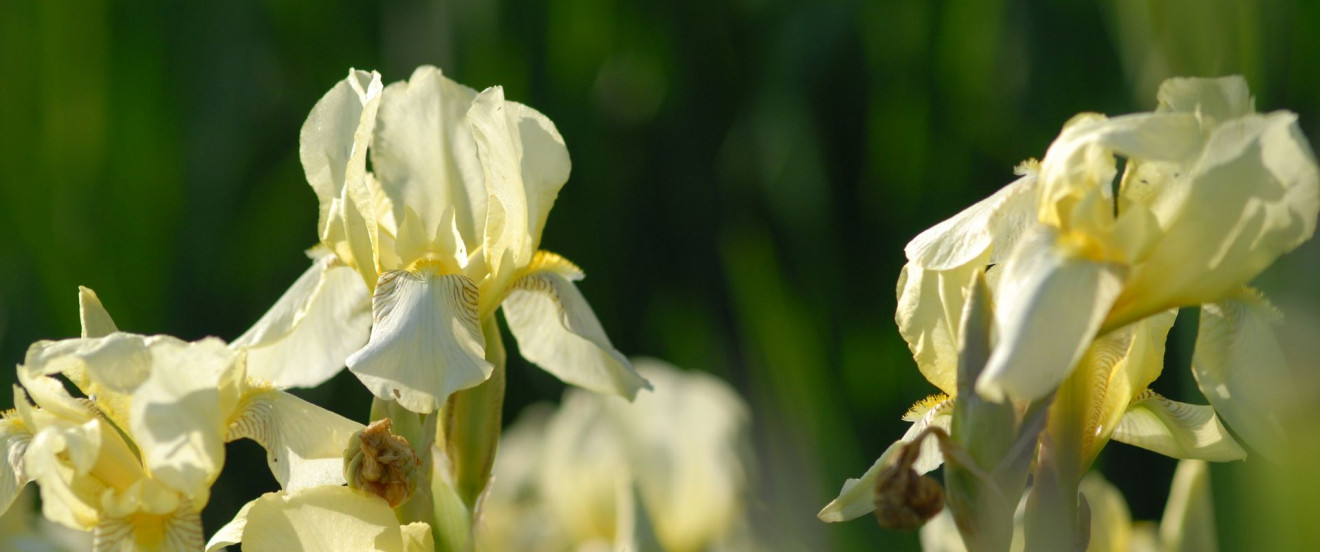 Iris flavescens