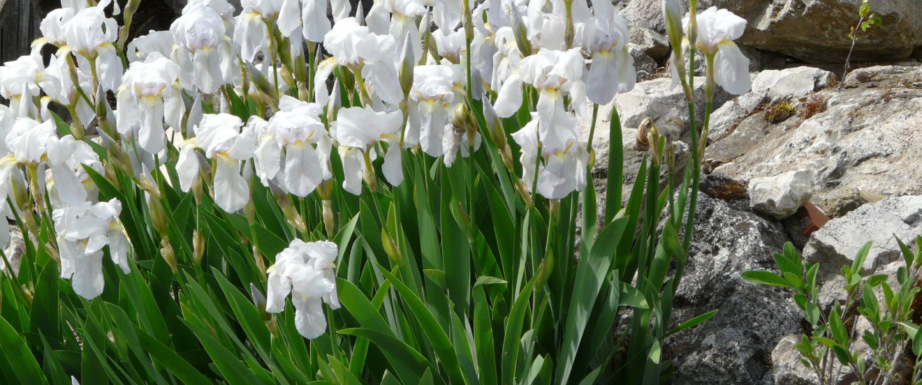 Iris germanica ‘Florentina’