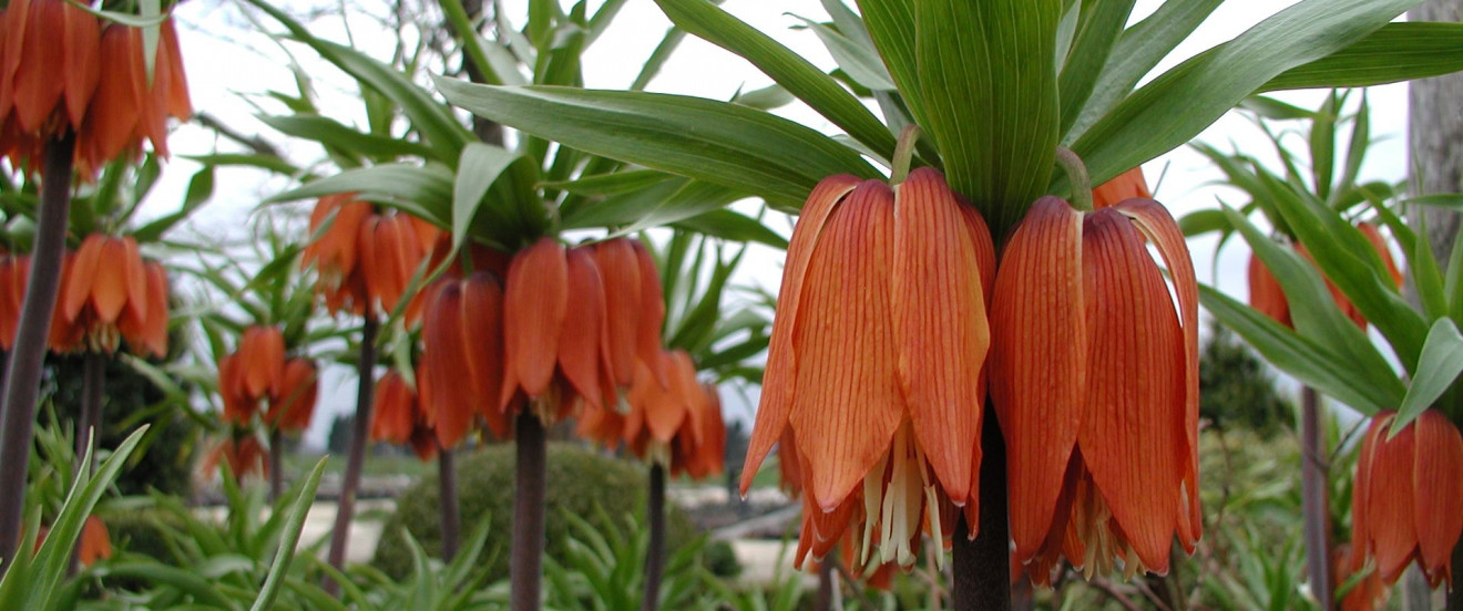 Fritillaria imperialis ‘Garland Star’