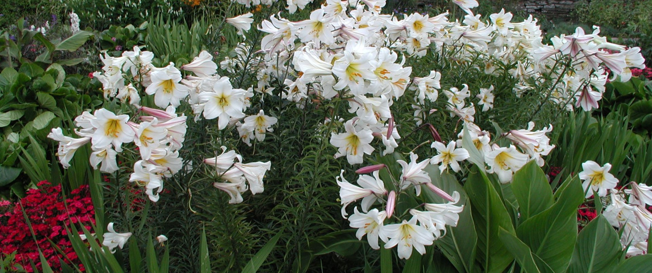 Lilium regale ‘Album’