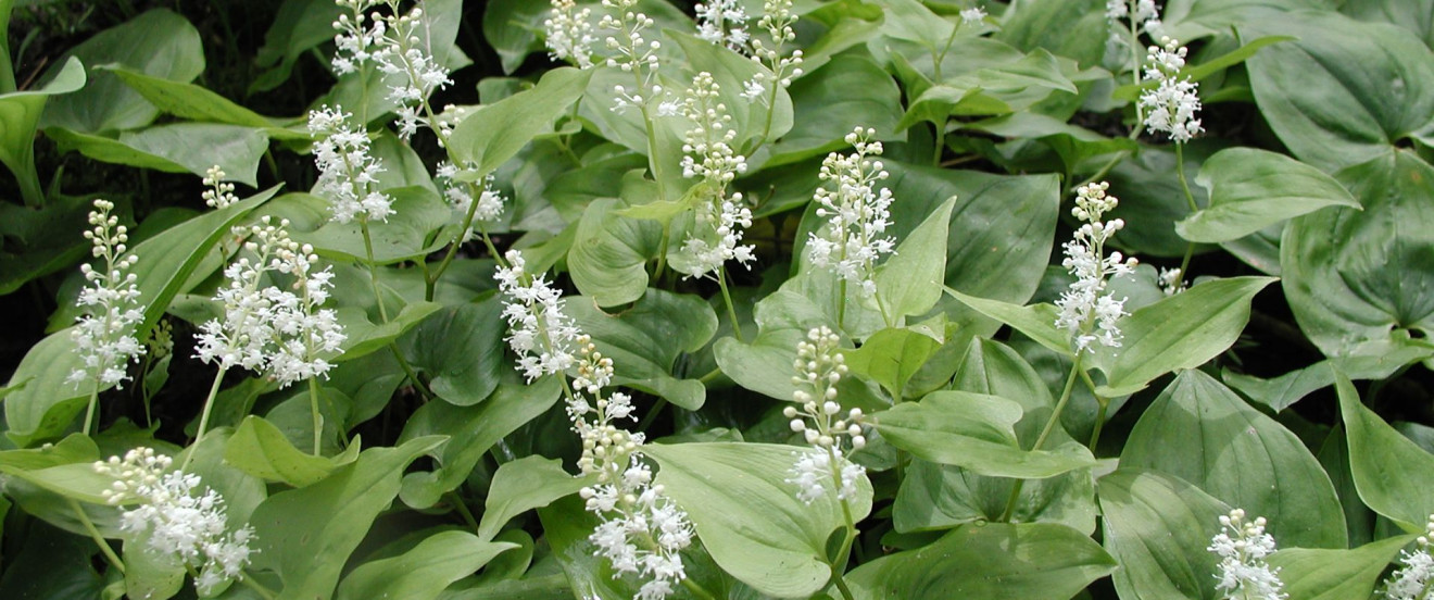 Maianthemum bifolium