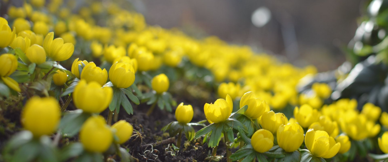 Eranthis hyemalis