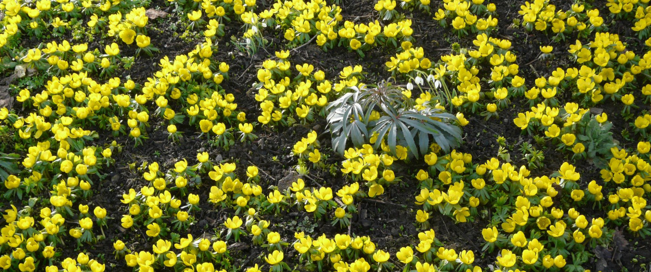 Eranthis hyemlalis