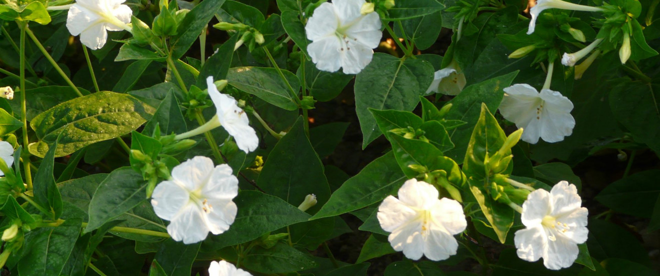 Mirabilis jalapa ‘Alba’