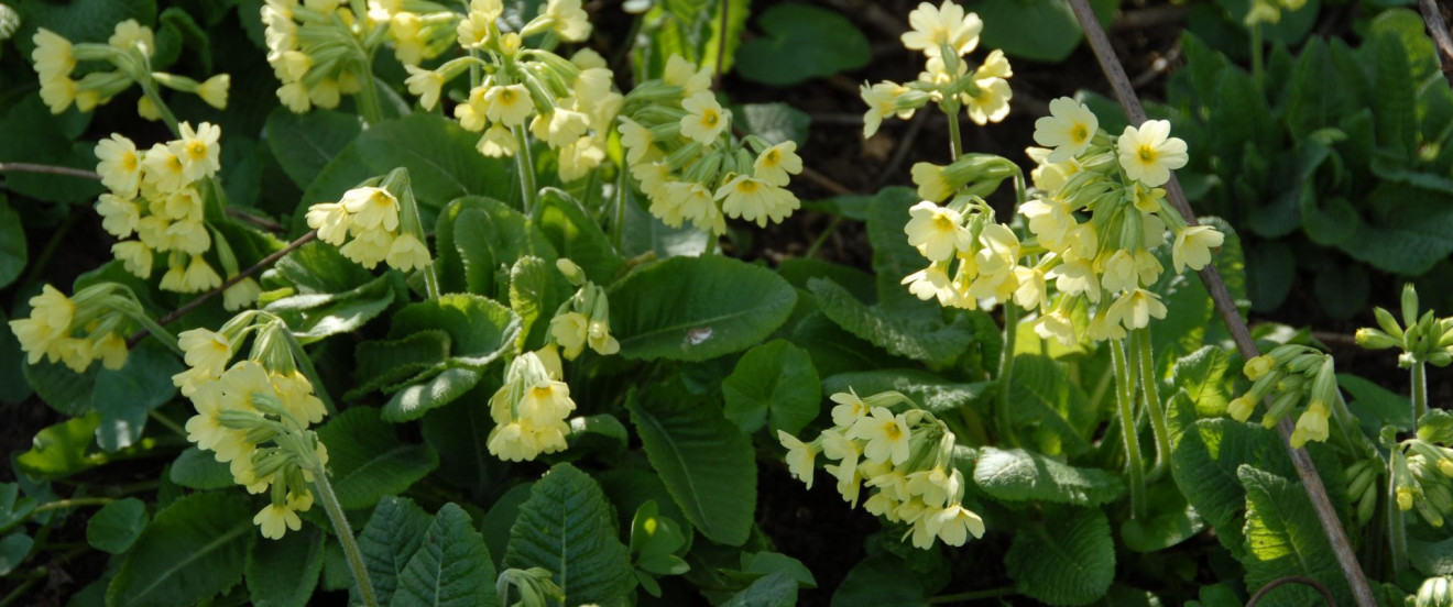 Primula elatior