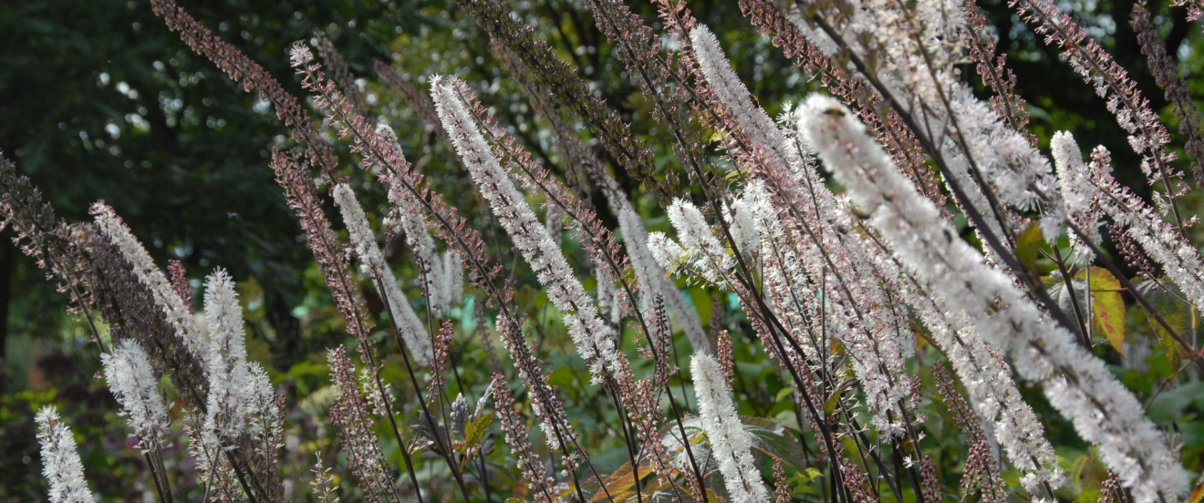 Cimifuga racemosa ‘Atropurpurea’