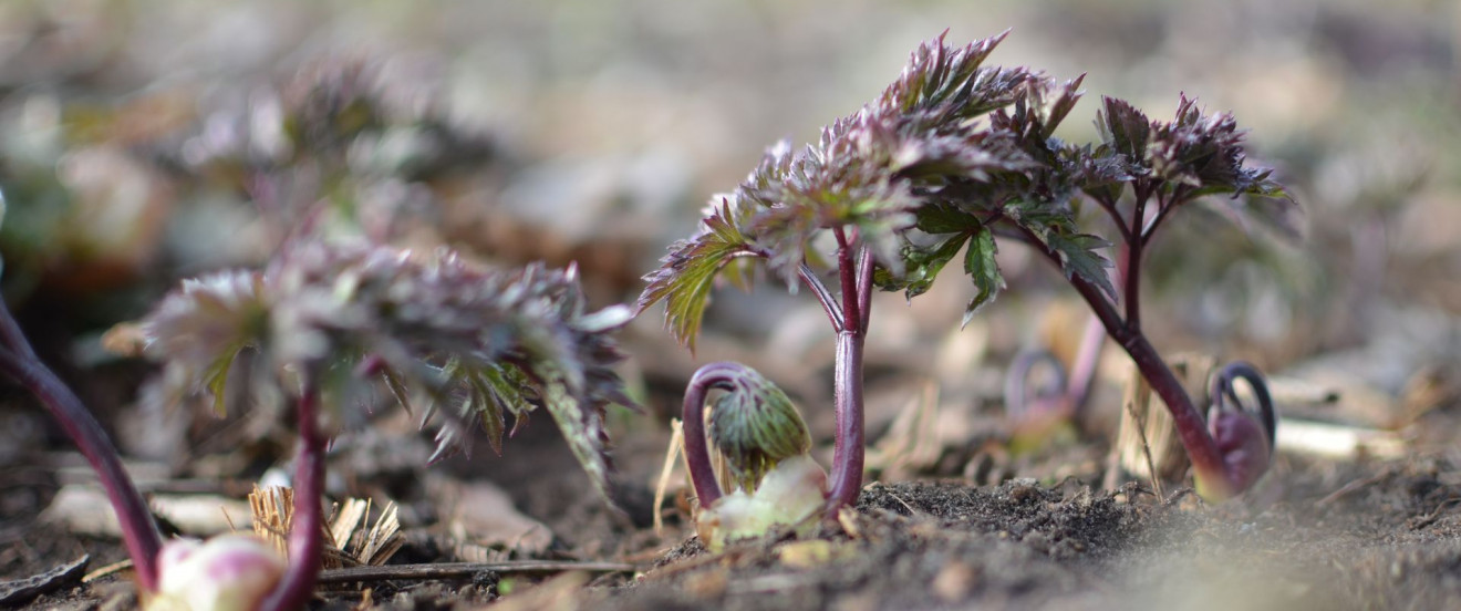 Cimicifuga simplex ‘Brunette’ – Austrieb