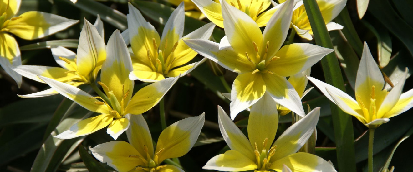 Tulipa tarda