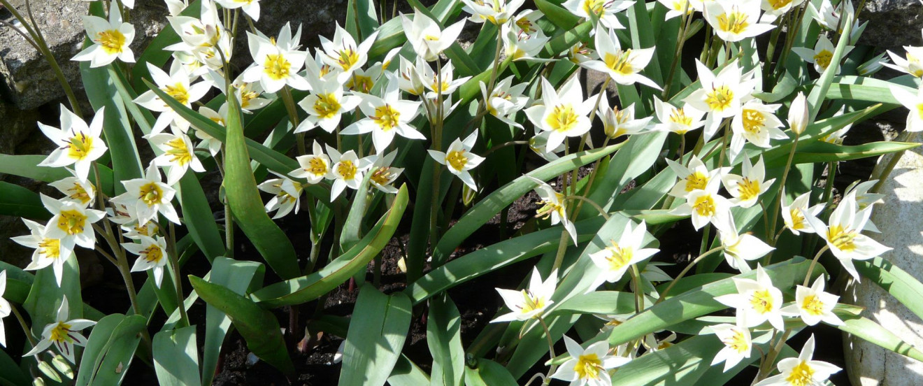 Tulipa turkestanica