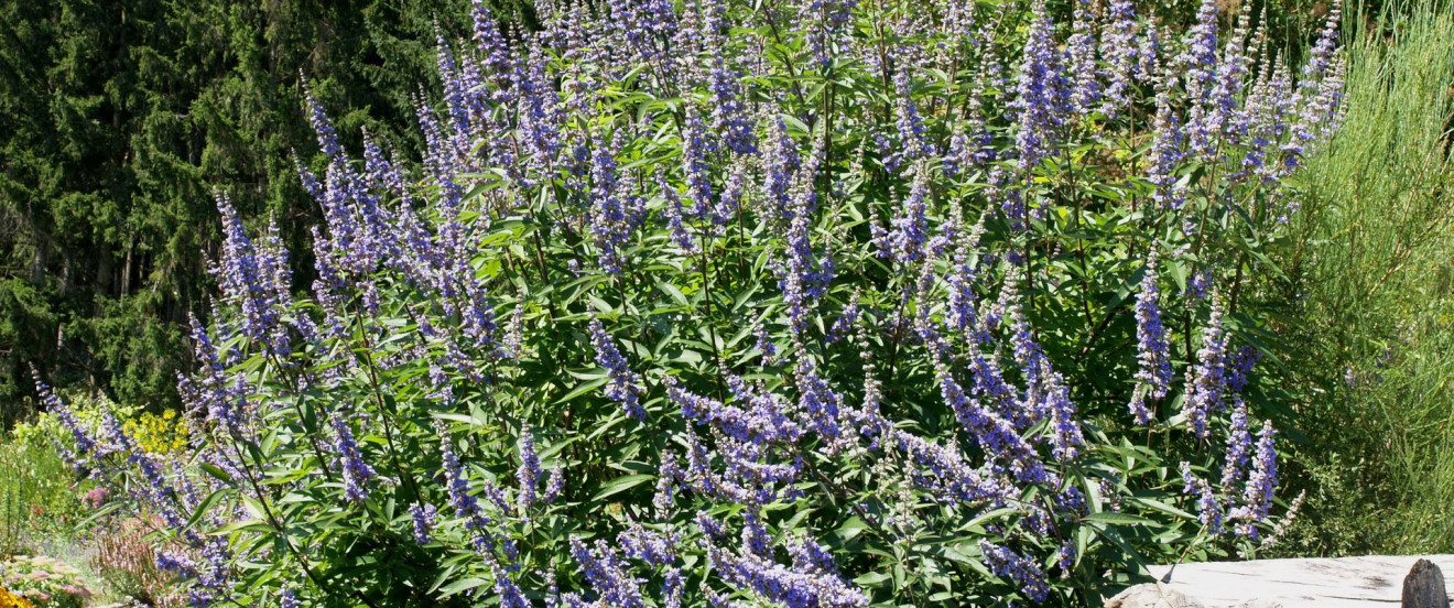 Vitex agnus-castus