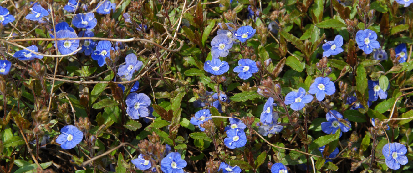 Veronica umbrosa 'Georgia Blue'