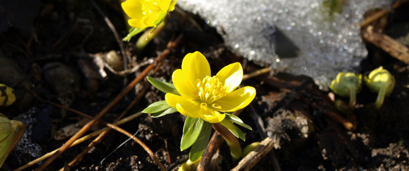 Eranthis hyemalis