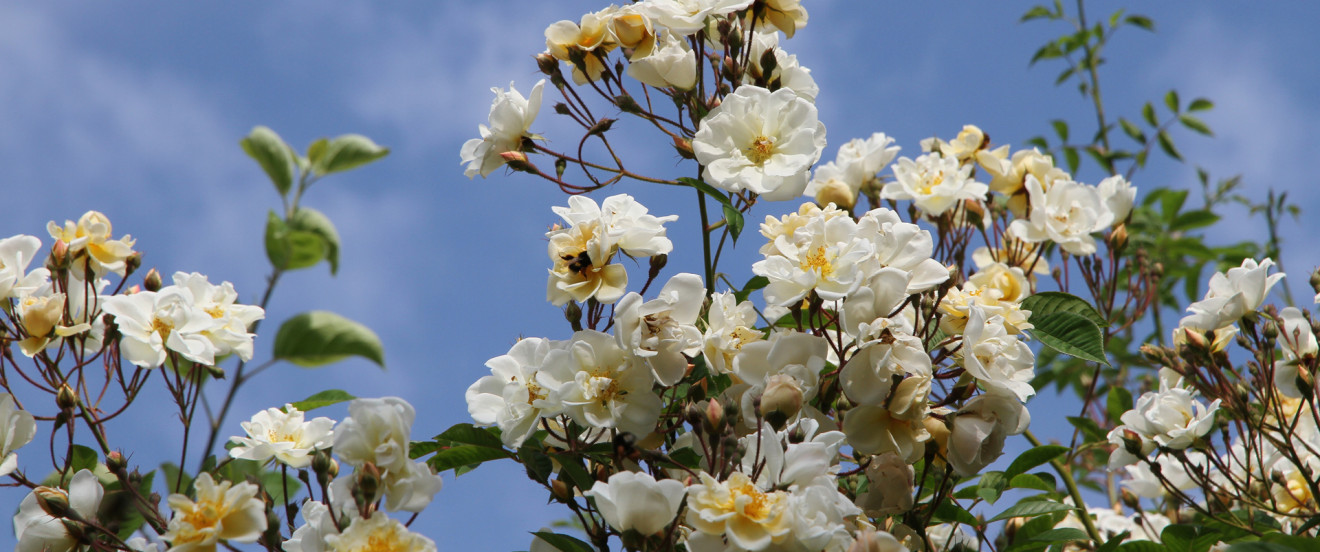 Rosa 'Goldfinch'