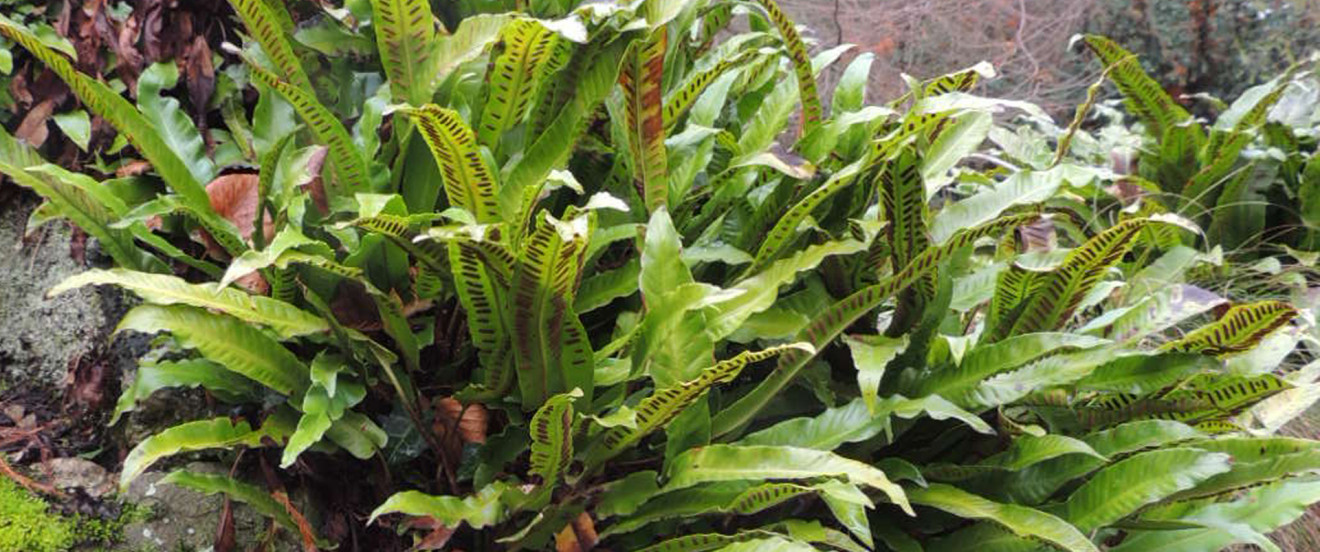 Phyllitis scolopendrium – Hirschzunge