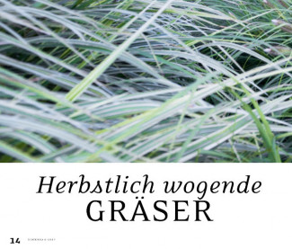 Herbstlich wogende Gräser