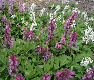 Corydalis cava mit ‘Alba’