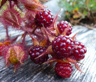 Rubus phoenicolasius