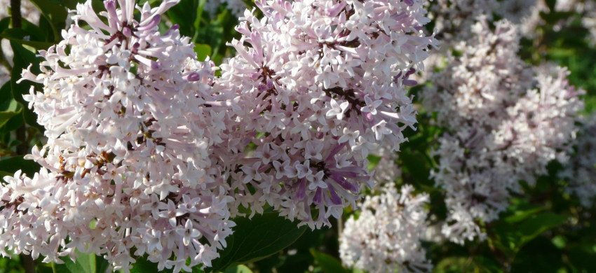 Syringa patula ‘Miss Kim’