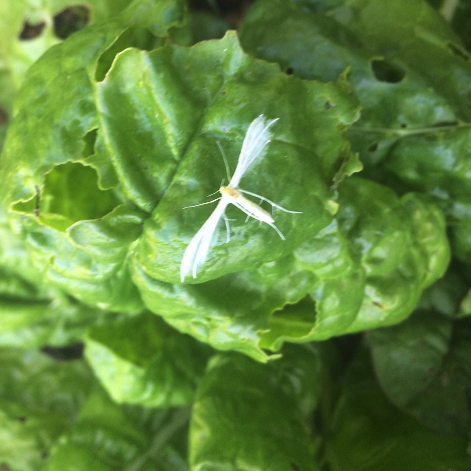 Das Federgeistchen In Meinem Garten