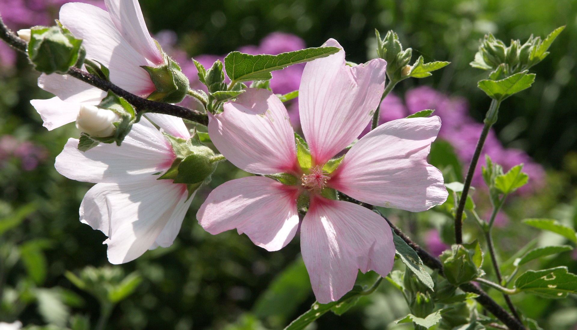 Lavatera Olbia-Hybride 'Barnsley'