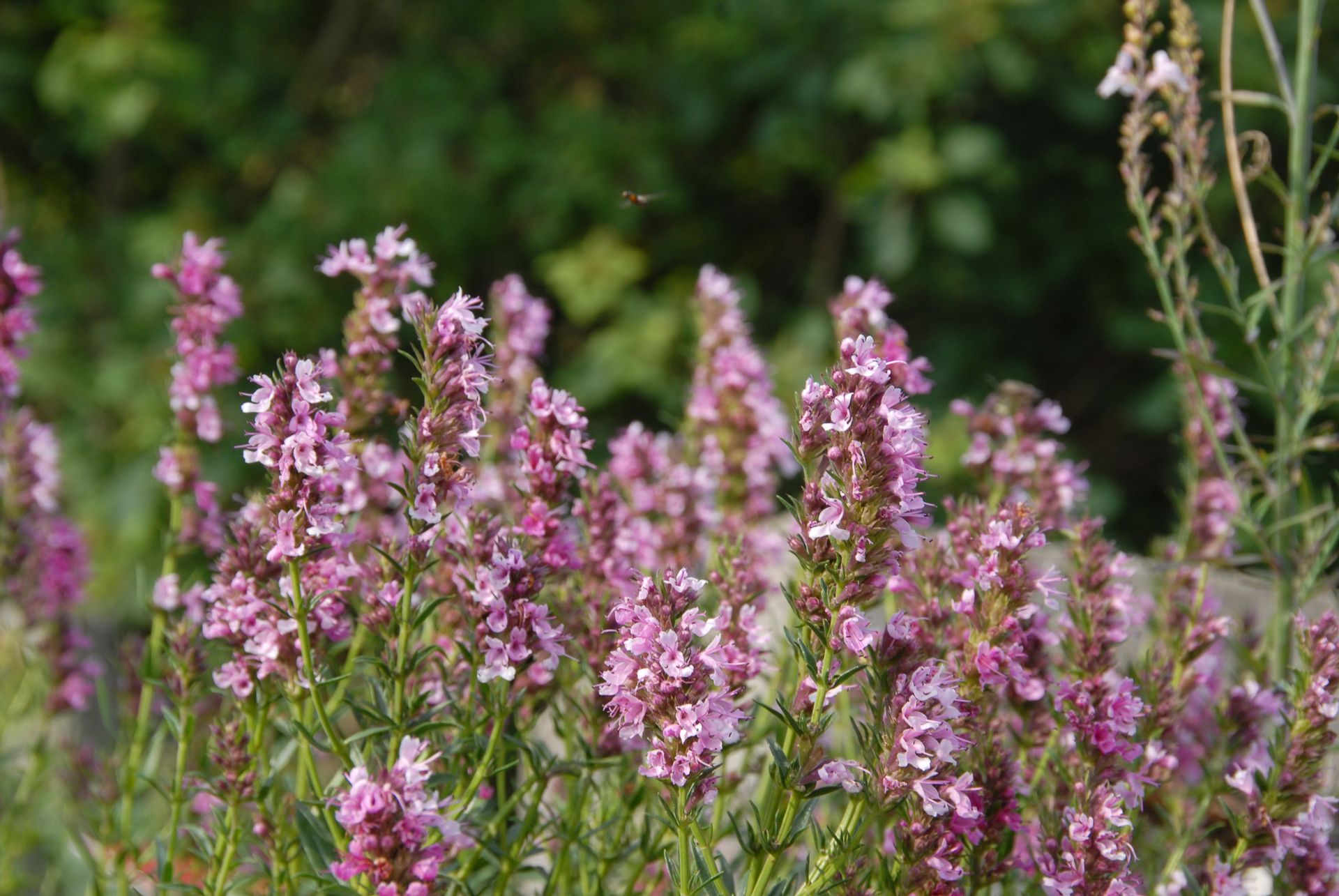 Иссоп лекарственный. Иссоп розеус. Hyssopus officinalis 